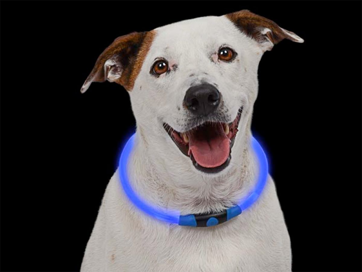 Blue led dog collar fashion